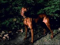 02_vizsla.jpg