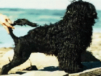 001_caoagua.gif 001_caoagua.gif