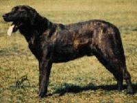 001_castrolabor.gif 001_castrolabor.gif