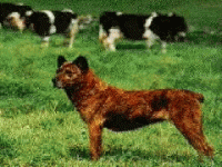 001_filamiguel.gif 001_filamiguel.gif