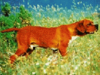 001_perdigueiro.gif 001_perdigueiro.gif