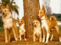 001_podengo.gif 001_podengo.gif
