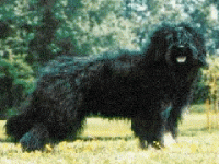 001_serradaires.gif 001_serradaires.gif