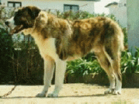 001_rafeiroalem.gif 001_rafeiroalem.gif