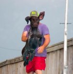 A forma mais simples de ser tão incrível quanto o seu cachorro.jpg