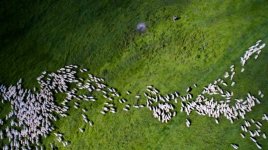 Um rebanho de ovelhas em Sibiu (Romênia).jpg
