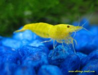 Golden_Yellow_Shrimps_for_freshwater_aquarium.jpg