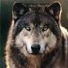 WOLF_NET